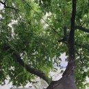 당산화원 이미지