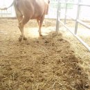 신기축사 이미지