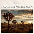 미국 LA 근교 여행 조슈아트리 국립공원 뷰 포인트 투어 예약 꿀팁!