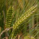 하이보리 이미지