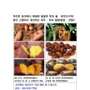 호박공주 이미지
