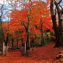 제130차 순천 조계산 산행 안내 이미지