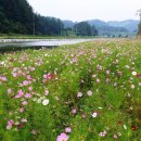 코스모스 산업 이미지