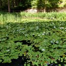 생태연못 이미지