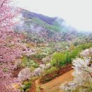 제96차 정기산행을 공지 합니다..충남 금산군 &#34;보곡산골 산 벚꽃길&#34; 산행 2025년4월20일 셋째 일요일 이미지