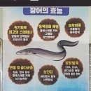 병호돌장어 이미지