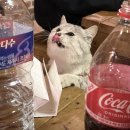 돌빛펜션 | To와 Dear의 차이