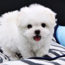 더독스 미니 이미지