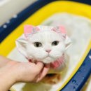 대구 고양이 미용 밀꼬냥 이미지