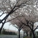 벚꽃길민박 이미지