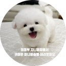 지니퍼피 의정부강아지분양 애견샵 | 의정부 미니비숑 분양, 지니퍼피에서 가족을 데려왔어요