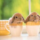 두마리토끼 이미지