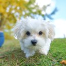 행복한산책 동물병원 이미지