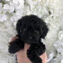 🐩블랙푸들분양 보내요🐩 이미지