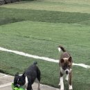 올리버 스테이 이미지