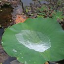 개. 이쁜날 이미지