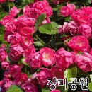 진국밥 | 창원 장미공원 개화 상황 및 아이랑 다녀온 후기