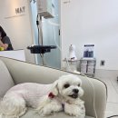 동물치과병원메이 이미지
