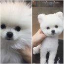 엔젤라독 이미지