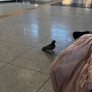 공룡코딱지 이미지