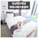 파레사애견풀빌라 | 경남애견펜션 파레사애견풀빌라 d동 내돈내산 후기