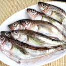 물고기세상 이미지