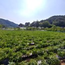 살구나무글램핑&펜션 이미지