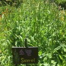 소렐(Sorrel) 이미지