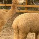 이상은농장 이미지