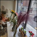 레플레르 이미지