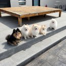 파파제이 - 논산시 시민로132번길 7 | 강아지 안 찢어지는 생분해 배변봉투 완스파파 어스 풉백 똥츄 후기