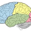 측두엽간질[측두엽 뇌전증, Temporal lobe epilepsy] 이미지