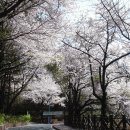 수봉공원 벚꽃 나들이 1부 이미지