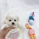 미유펫 강아지고양이 수원점 이미지