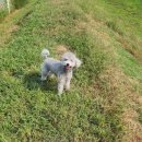 베일리펫케어 이미지