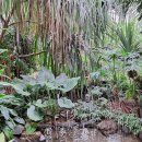 “이 풍경이 2달 뒤면 사라진다고요?” 포인세티아·난초 군락 펼쳐진 이색 정원 이미지