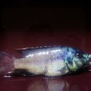 임프레스 이미지