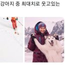 해피하개 이미지