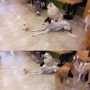 퍼펫 애견카페 이미지