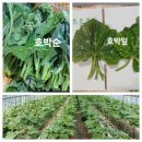 초롱무.열무.얼갈이.호박잎.케일.감자.고추.공심채 있습니다. 이미지