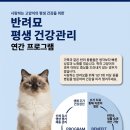 스타동물병원 | 고양이 구개열 수술 입천장 벌어짐 방치 시 초래되는 오연성 폐렴의 위험성