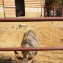 전주동물원 이미지