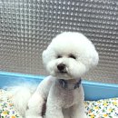 두리그루밍 이미지