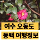 (주)동백관광 | 2026 여수 오동도 동백꽃 개화시기 동백열차 시간표 주차 요금 (현재 동백꽃 개화 정도)