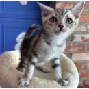 이편한도그 이미지