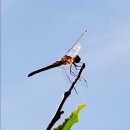 엄마손맛반찬 이미지