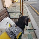 부산여대차박물관 | [일상블로그] 부산양정 / 양정산책 / 양정 / 양정산책코스추천 / 반려견 / 닥스훈트