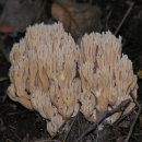 싸리버섯 (버섯) [Ramaria botrytis]종류와 효능 손질법 이미지