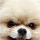 드림24동물병원 이미지