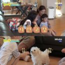 똥강아지 이미지